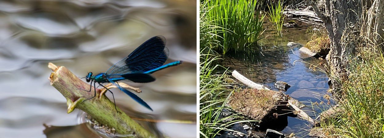 Eine Libelle auf einem Stück Holz über einer Wasseroberfläche und ein Stück eines naturnahen Baches mit Steinen, Pflanzen und Totholz.